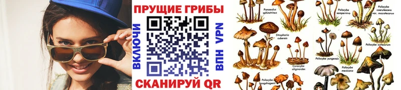 купить   Данков  ссылка на мегу маркетплейс  дарк нет состав  Галлюциногенные грибы мухоморы 